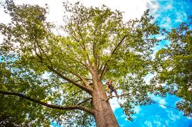 Best Tree Mulching  in Mikes, TX