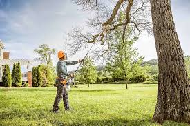 Best Fruit Tree Pruning  in Mikes, TX