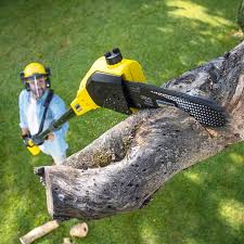 Best Root Management and Removal  in Mikes, TX