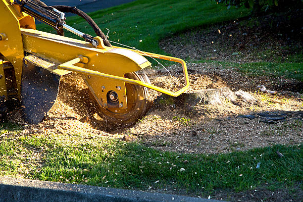 How Our Tree Care Process Works  in  Mikes, TX